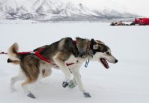 What Students Are Saying About Socially-Distant Friendships, School Accountability and Lessons From Animals What Students Are Saying About Socially-Distant Friendships, School Accountability and Lessons From Animals