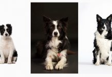 Lesson of the Day: ‘Old Dogs, New Research and the Secrets of Aging’ Lesson of the Day: ‘Old Dogs, New Research and the Secrets of Aging’