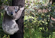 Lesson of the Day: ‘Australia Gears Up for the Great Koala Count, Using Drones, Droppings and Dogs’ Lesson of the Day: ‘Australia Gears Up for the Great Koala Count, Using Drones, Droppings and Dogs’