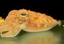 Lesson of the Day: ‘Cuttlefish Took Something Like a Marshmallow Test. Many Passed.’ Lesson of the Day: ‘Cuttlefish Took Something Like a Marshmallow Test. Many Passed.’