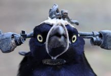 Lesson of the Day: ‘To Study Blinking, a Scientist Needed a Literal Bird’s Eye View’ Lesson of the Day: ‘To Study Blinking, a Scientist Needed a Literal Bird’s Eye View’