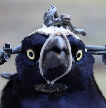 Lesson of the Day: ‘To Study Blinking, a Scientist Needed a Literal Bird’s Eye View’ Lesson of the Day: ‘To Study Blinking, a Scientist Needed a Literal Bird’s Eye View’