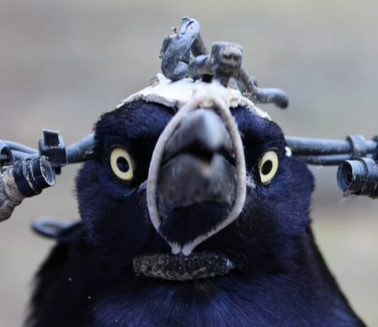 Lesson of the Day: ‘To Study Blinking, a Scientist Needed a Literal Bird’s Eye View’ Lesson of the Day: ‘To Study Blinking, a Scientist Needed a Literal Bird’s Eye View’