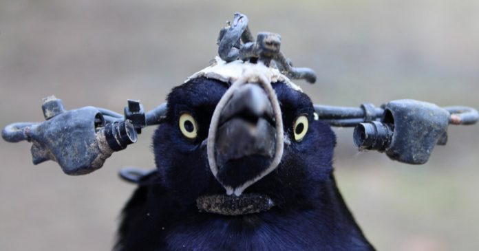 Lesson of the Day: ‘To Study Blinking, a Scientist Needed a Literal Bird’s Eye View’