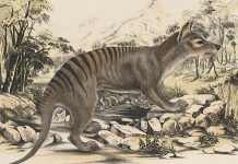 Lesson of the Day: ‘Tasmanian Tigers Are Extinct. Why Do People Keep Seeing Them?’ Lesson of the Day: ‘Tasmanian Tigers Are Extinct. Why Do People Keep Seeing Them?’