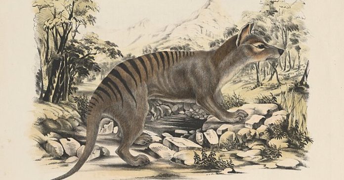 Lesson of the Day: ‘Tasmanian Tigers Are Extinct. Why Do People Keep Seeing Them?’