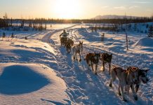 Lesson of the Day: ‘2 Days, 10 Dogs, 150 Miles in the Wilderness: This Is the Iditarod for Teens’ Lesson of the Day: ‘2 Days, 10 Dogs, 150 Miles in the Wilderness: This Is the Iditarod for Teens’