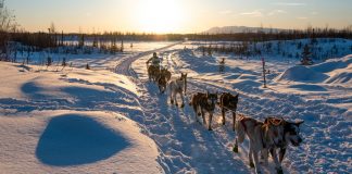 Lesson of the Day: ‘2 Days, 10 Dogs, 150 Miles in the Wilderness: This Is the Iditarod for Teens’ Lesson of the Day: ‘2 Days, 10 Dogs, 150 Miles in the Wilderness: This Is the Iditarod for Teens’