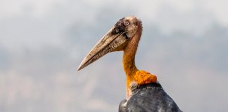 A Biologist, an Outlandish Stork and the Army of Women Trying to Save It A Biologist, an Outlandish Stork and the Army of Women Trying to Save It