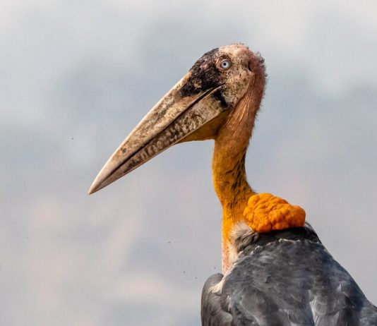 A Biologist, an Outlandish Stork and the Army of Women Trying to Save It A Biologist, an Outlandish Stork and the Army of Women Trying to Save It