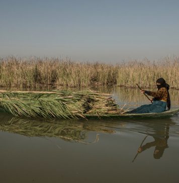 In Iraq, Drought and Abundance in the Mesopotamian Marshes In Iraq, Drought and Abundance in the Mesopotamian Marshes