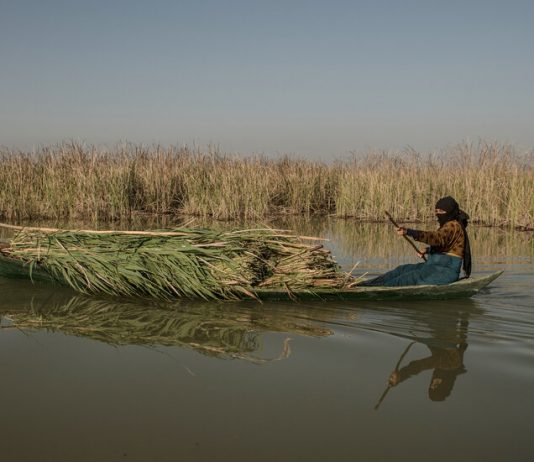 In Iraq, Drought and Abundance in the Mesopotamian Marshes In Iraq, Drought and Abundance in the Mesopotamian Marshes