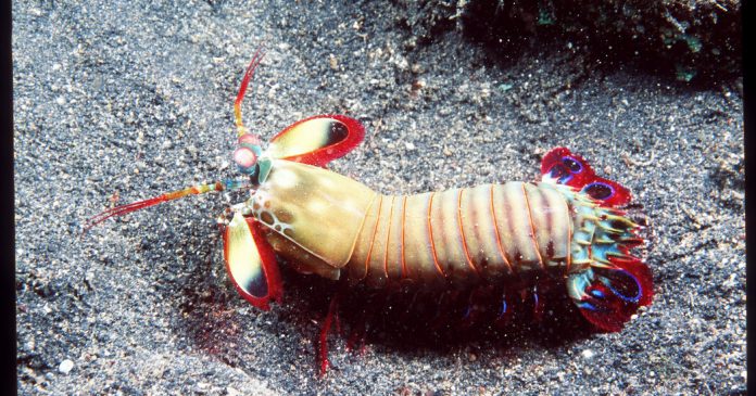 The Peacock Mantis Shrimp: The Ant-Man of Atlantis