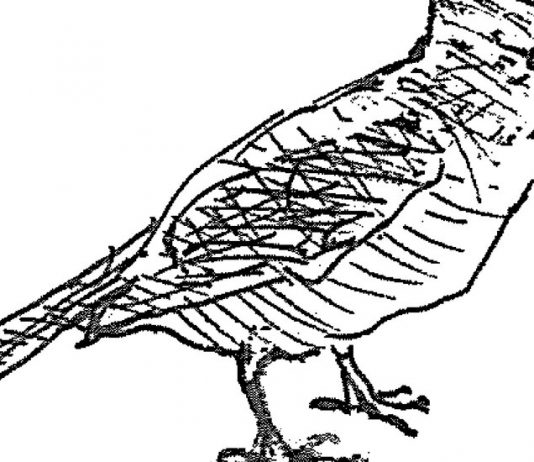 How to Draw Nature How to Draw Nature