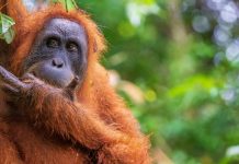 Fleeting Glimpses of Indonesia’s Endangered Orangutans Fleeting Glimpses of Indonesia’s Endangered Orangutans