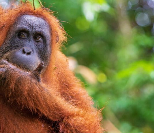 Fleeting Glimpses of Indonesia’s Endangered Orangutans Fleeting Glimpses of Indonesia’s Endangered Orangutans