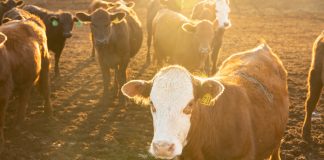 Summer Reading Contest Winner Week 6: On ‘Your Steak Is More Expensive, but Cattle Ranchers Are Missing Out’ Summer Reading Contest Winner Week 6: On ‘Your Steak Is More Expensive, but Cattle Ranchers Are Missing Out’