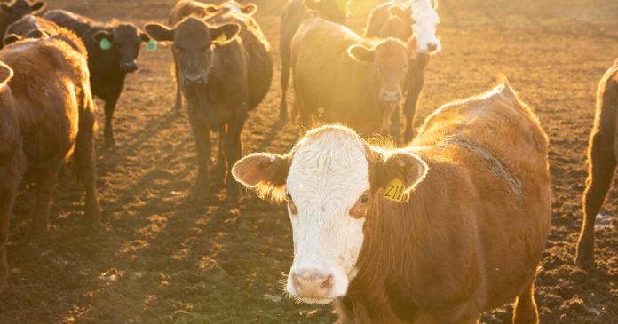 Summer Reading Contest Winner Week 6: On ‘Your Steak Is More Expensive, but Cattle Ranchers Are Missing Out’