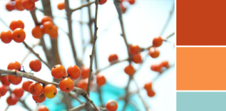 Color Love | Orange + Teal Color Love | Orange + Teal