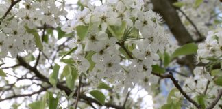 Film Club: ‘The Journey of a 9/11 Tree’ Film Club: ‘The Journey of a 9/11 Tree’