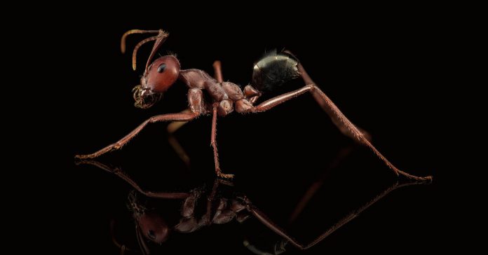 Lesson of the Day: ‘Let Us Now Praise Tiny Ants’