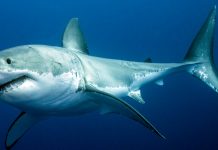 Vocabulary in Context: When Sharks and Humans Meet Vocabulary in Context: When Sharks and Humans Meet