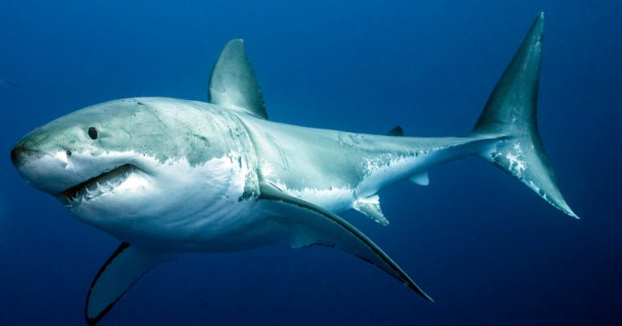 Vocabulary in Context: When Sharks and Humans Meet