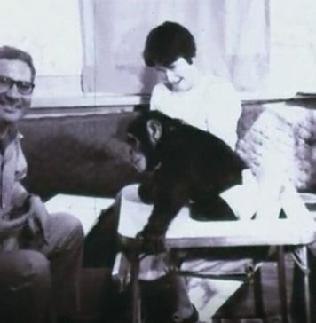 R. Allen Gardner, 91, Dies; Taught Sign Language to a Chimp Named Washoe R. Allen Gardner, 91, Dies; Taught Sign Language to a Chimp Named Washoe