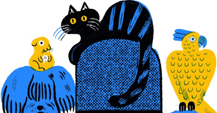 Pet Ownership