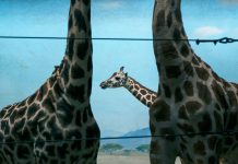 Are Zoos Immoral? Are Zoos Immoral?