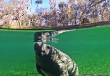 Lesson of the Day: ‘2021 Has Been a Bad Year for Manatees’ Lesson of the Day: ‘2021 Has Been a Bad Year for Manatees’