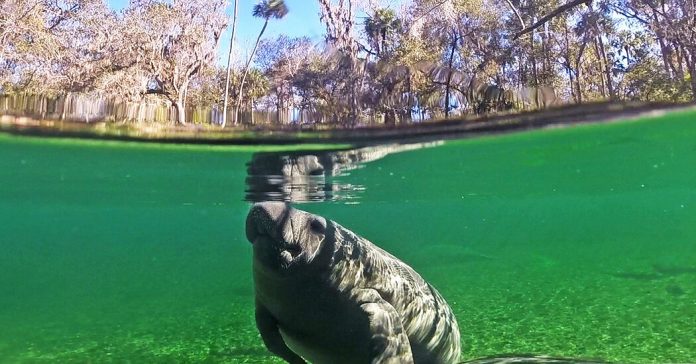 Lesson of the Day: ‘2021 Has Been a Bad Year for Manatees’