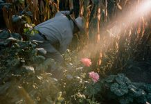 Lesson of the Day: ‘In Los Angeles, Glimpses of an Oasis With Deep Immigrant Roots’ Lesson of the Day: ‘In Los Angeles, Glimpses of an Oasis With Deep Immigrant Roots’