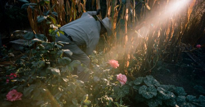 Lesson of the Day: ‘In Los Angeles, Glimpses of an Oasis With Deep Immigrant Roots’