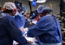 Lesson of the Day:‘In a First, Man Receives a Heart From a Genetically Altered Pig’ Lesson of the Day:‘In a First, Man Receives a Heart From a Genetically Altered Pig’