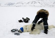 Vocabulary in Context: How to Catch a Polar Bear Vocabulary in Context: How to Catch a Polar Bear