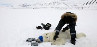 Vocabulary in Context: How to Catch a Polar Bear Vocabulary in Context: How to Catch a Polar Bear