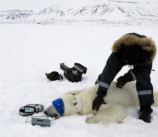 Vocabulary in Context: How to Catch a Polar Bear Vocabulary in Context: How to Catch a Polar Bear