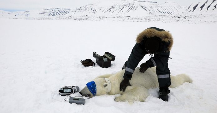 Vocabulary in Context: How to Catch a Polar Bear