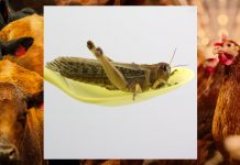 Film Club: ‘The Joy of Cooking (Insects)’ Film Club: ‘The Joy of Cooking (Insects)’