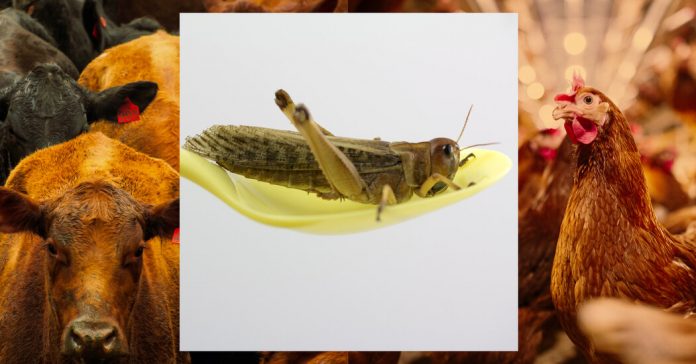 Film Club: ‘The Joy of Cooking (Insects)’