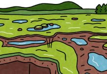 Weekly Accessible Learning Activities: Peat, Coin Collecting, Civil Rights Weekly Accessible Learning Activities: Peat, Coin Collecting, Civil Rights