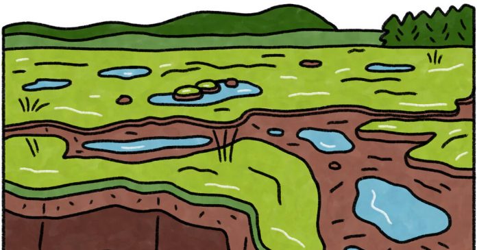 Weekly Accessible Learning Activities: Peat, Coin Collecting, Civil Rights