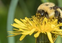 Lesson of the Day: ‘In Wisconsin: Stowing Mowers, Pleasing Bees’ Lesson of the Day: ‘In Wisconsin: Stowing Mowers, Pleasing Bees’