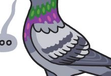 Lesson of the Day: ‘Why City Pigeons Are Worth Watching’ Lesson of the Day: ‘Why City Pigeons Are Worth Watching’