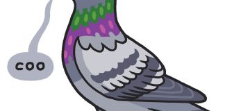 Lesson of the Day: ‘Why City Pigeons Are Worth Watching’ Lesson of the Day: ‘Why City Pigeons Are Worth Watching’