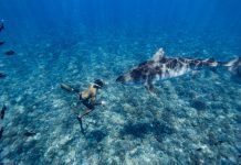 Vocabulary Quiz: Diving With Sharks Vocabulary Quiz: Diving With Sharks
