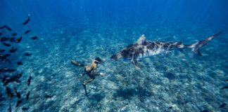 Vocabulary Quiz: Diving With Sharks Vocabulary Quiz: Diving With Sharks