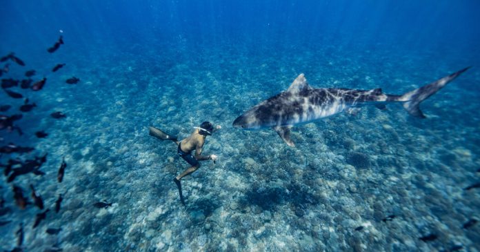 Vocabulary Quiz: Diving With Sharks