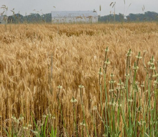 Finding Traces of Harriet Tubman on Maryland’s Eastern Shore Finding Traces of Harriet Tubman on Maryland’s Eastern Shore